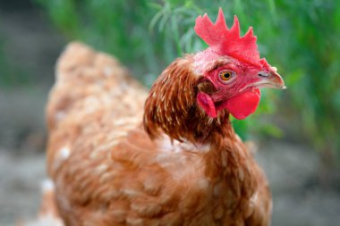 Kırsal yaşamın ve organik çiftçiliğin özünü somutlaştıran yemyeşil bir alanda duran kahverengi bir tavuk. Doğal, sağlıklı ve serbest kümes hayvanları için ideal..