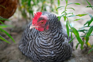 Bir tarlada özgürce duran, özgürlüğünü muhafaza eden, kırsal hayatın ve organik çiftçiliğin özünü somutlaştıran özgür bir tavuk. Doğal, sağlıklı ve serbest kümes hayvanlarını tasvir etmek için mükemmel..