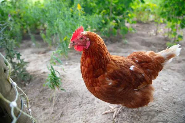 stock image A brown free-range hen standing in a lush, green field, embodying the essence of rural life and organic farming. Ideal for illustrating natural, healthy, and free-range poultry.