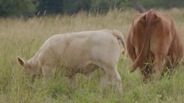 Altın bir tarlada huzur içinde otlayan ve sinekleri uzak tutmak için kuyruğunu sallayan bir ineği seyredin. Bu sakin manzara kırsal hayatın özünü ve kırsal kesimin huzurlu güzelliğini yansıtıyor..