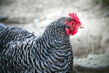 Bir tarlada özgürce duran, özgürlüğünü muhafaza eden, kırsal hayatın ve organik çiftçiliğin özünü somutlaştıran özgür bir tavuk. Doğal, sağlıklı ve serbest kümes hayvanlarını tasvir etmek için mükemmel..