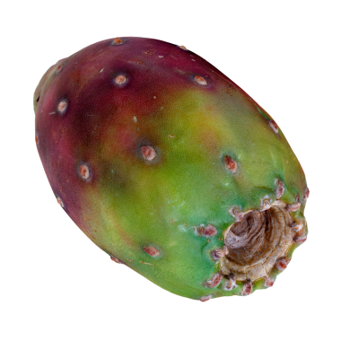 Şeffaf arka planda kaktüs meyveli dikenli armut vejetaryen yemeği 3D illüstrasyon