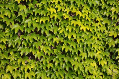 Yoğun biçimde yeşil asmalar ve yapraklarla kaplı bir duvarın tam kare görüntüsü. Yaprakların ve botanik gelişiminin güzelliğini gösteren doğal, canlı bir arka plan. Bahçe temaları için mükemmel.