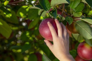 Meyve bahçesindeki bir ağaçtan olgun elmaları dikkatlice toplayarak hasat mevsiminin masumiyetini ve neşesini vurgulayan bir çocuğun yakın çekimi..