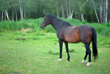 Koyu kahverengi bir at canlı yeşil bir tarlada duruyor, yemyeşil bir ormanın arka planına kurulmuş, kırsal kesimin sükunetini ve doğal güzelliğini yakalıyor..