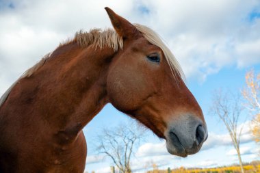 Kahverengi bir atın yakını yeleli, profil manzaralı, güneşli bir günde mavi gökyüzü ve tüylü bulutları olan bir at çiftliğinde duruyor..