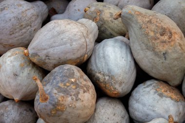 Renkli bir sonbahar piyasa gösterisinde mavi hubbard kabakları ve balkabakları. Mevsimsel bolluğu yakalayan bir hasat sahnesi, sonbahar için mükemmel, Şükran Günü ve Cadılar Bayramı temaları taze, organik ürünlerle.