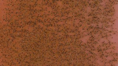 Etkinleştirilmiş Biber Geçiş Dağılımı Etkisi Organik Örtüler ve Pembe Fotokopi Alanı Çerçevesi