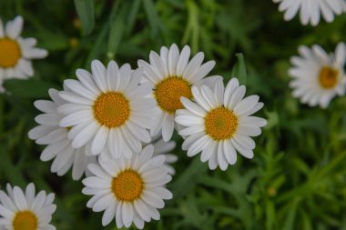 Yeşil çimlerde açan parlak sarı merkezli güzel beyaz papatya kümeleri. Bahar, doğa, çiçekli arka planlar, bahçe işleri ve mevsimlik tasarımlar için mükemmel..