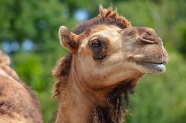 Nazik bir ifade ve detaylı yüz hatları gösteren güzel bir deve portresi. Yakın plan çöl hayvanı kafası yumuşak doğal ışıklandırma ve yeşil arka plan.