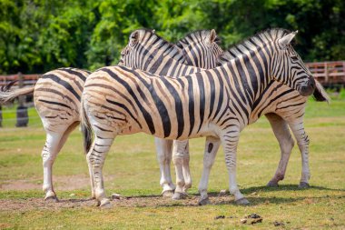 Üç zebra bir arada duruyor ve belirgin siyah beyaz çizgiler çiziyorlar. Güzel Afrika vahşi yaşam sürüsü çayırlarda doğal sosyal davranışlar sergiliyor..