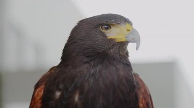 Kartal Portresi Yaban Hayatı