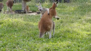 Avustralya Hayvanat Bahçesinde İki Kanguru Oynuyor