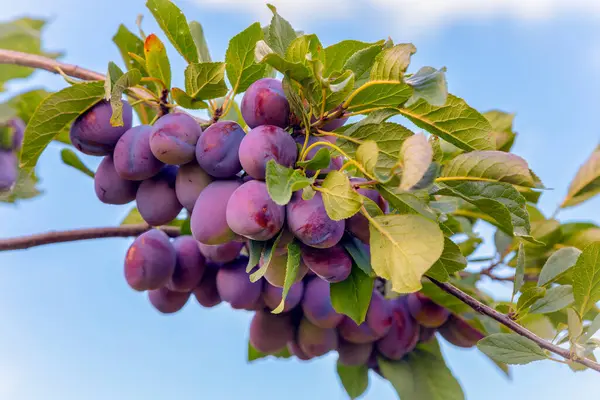 Açık mavi gökyüzünün altında yeşil yaprakları olan bir ağaç dalında olgun mor erikler. Taze organik meyve bahçesi hasadı sağlıklı besin, tarım, tarım ve doğal mevsim ürünlerini temsil eder..
