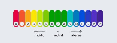Asit ve alkalin çözeltileri için pH ölçeği. Asit bazlı denge bilgisi. Vektör illüstrasyonu