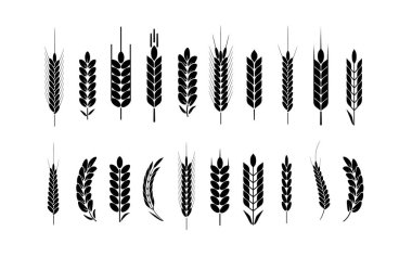 Buğday Kulağı Simgeleri ve Logo Seti. Kimlik Tarzı için. Organik buğday, ekmek tarımı. Vektör illüstrasyonu
