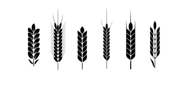 Buğday ve çavdar logo kulakları. Bira veya organik tarımsal gıda için arpa pirinç taneleri ve elementler. Vektör illüstrasyonu