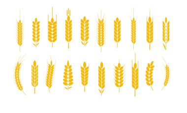Buğday ve çavdar logo kulakları. Bira veya organik tarımsal gıda için arpa pirinç taneleri ve elementler. Vektör illüstrasyonu