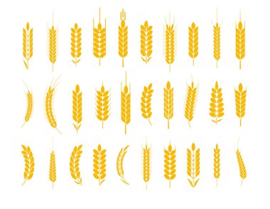 Buğday ve çavdar logo kulakları. Bira veya organik tarımsal gıda için arpa pirinç taneleri ve elementler. Vektör illüstrasyonu