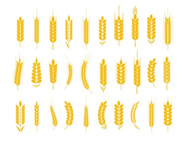 Buğday ve çavdar logo kulakları. Bira veya organik tarımsal gıda için arpa pirinç taneleri ve elementler. Vektör illüstrasyonu