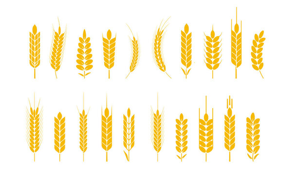 Уши пшеницы и ржаного логотипа. Ячменное рисовое зерно и элементы для пива или органических сельскохозяйственных продуктов. Векторная иллюстрация