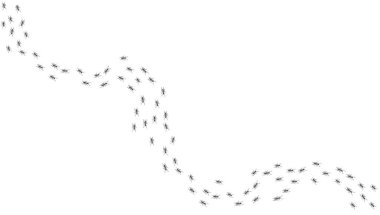 Karınca izi. Yürüyen bir grup siyah böcek. Yiyecek arayışında olan işçi karıncalar. Şeffaf arka planda izole edilmiş ev böceklerinin kavisli patikaları. Vektör illüstrasyonu