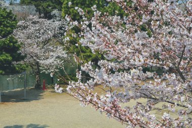 Uji nehrinde bir Kiraz Çiçeği Ağacı Gökyüzüne Karşı