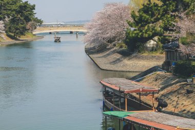 Japonya 'nın Kyoto şehrinde 9 Nisan 2012' de kiraz çiçekleri açan Uji Nehri