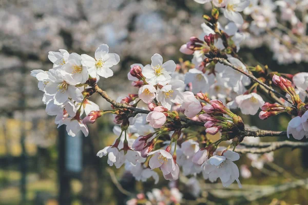宇治川の桜 天空の桜 — ストック写真