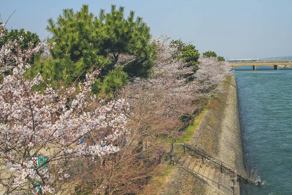 Uji Nehrinde Bir Kiraz Çiçeği Ağacı Gökyüzüne Karşı — Stok fotoğraf