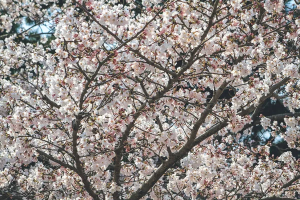 Cherry Blossom Tree Sky Uji River — Stock fotografie