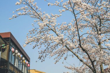 Uji İstasyonu yakınlarındaki Byodoing Tapınağı sokağı, Keihan demiryolu 9 Nisan 2012