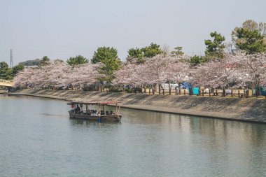 Japonya 'nın Kyoto şehrinde 9 Nisan 2012' de kiraz çiçekleri açan Uji Nehri