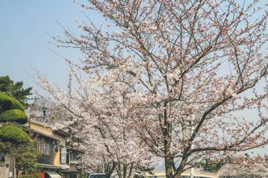 Uji İstasyonu yakınlarındaki Byodoing Tapınağı sokağı, Keihan demiryolu 9 Nisan 2012