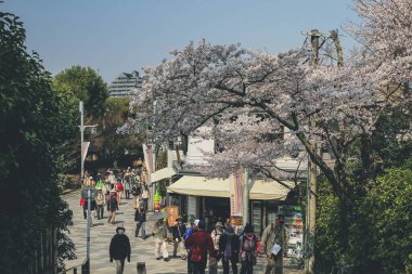 Uji İstasyonu yakınlarındaki Byodoing Tapınağı sokağı, Keihan demiryolu 9 Nisan 2012