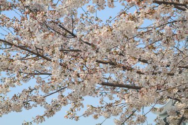 Uji nehrinde bir Kiraz Çiçeği Ağacı Gökyüzüne Karşı