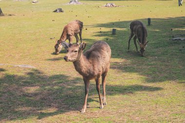 Nara Geyiği, Nara Parkı, Japonya, 9 Nisan 2012