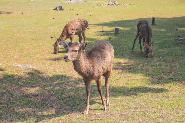 Nara Geyiği, Nara Parkı, Japonya, 9 Nisan 2012