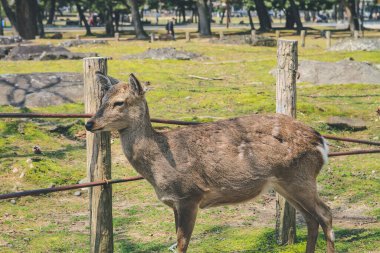 Nara Geyiği, Nara Parkı, Japonya, 9 Nisan 2012