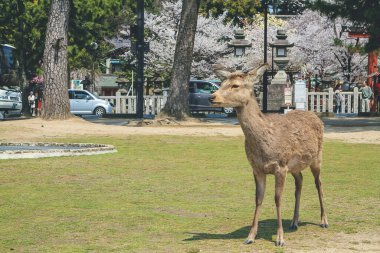 Nara Geyiği, Nara Parkı, Japonya, 9 Nisan 2012