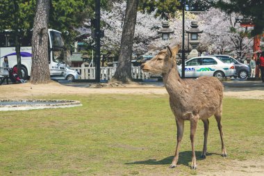 Nara Geyiği, Nara Parkı, Japonya, 9 Nisan 2012