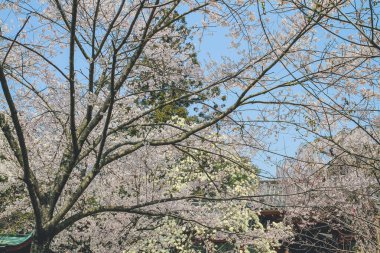 Himuro tapınağında ağlayan kiraz ağacı, Nara