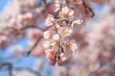 Himuro tapınağında ağlayan kiraz ağacı, Nara