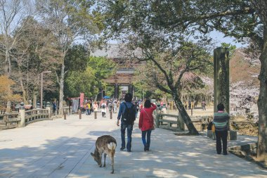 Todai-ji bir Budist tapınak kompleksi, 9 Nisan 2012