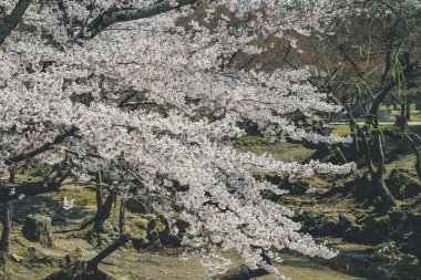 Baharda Kiraz Çiçeği Ağacı, Nara