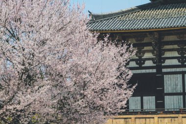 Nara, Japonya 'daki Kiraz Çiçeği Todai ji Tapınağı 9 Nisan 2012