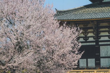 Nara, Japonya 'daki Kiraz Çiçeği Todai ji Tapınağı 9 Nisan 2012