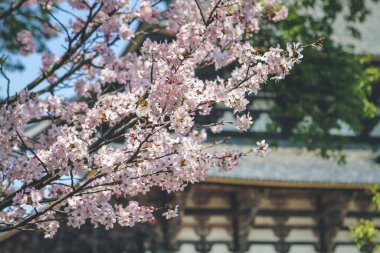 Nara, Japonya 'daki Kiraz Çiçeği Todai ji Tapınağı 9 Nisan 2012