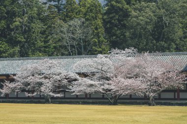 Nara, Japonya 'daki Kiraz Çiçeği Todai ji Tapınağı 9 Nisan 2012