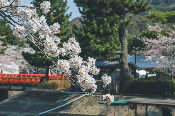 stock image a Cherry Blossom Tree Against Sky at uji river